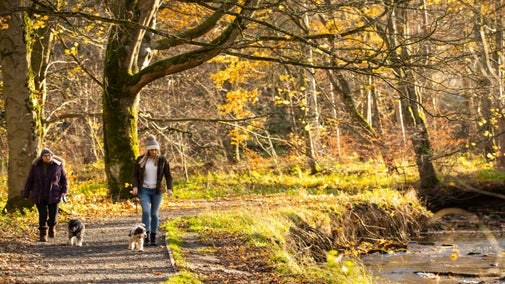 Visitors walking their dogs along the river walk at Wallington in autumn